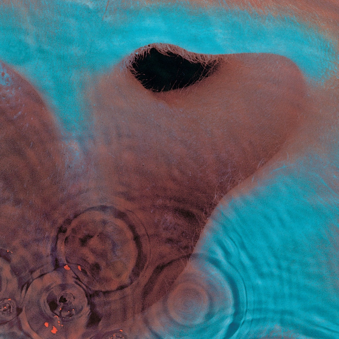 Pink Floyd – Meddle – pochette
