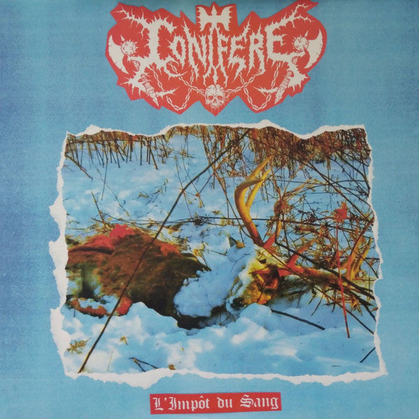 Conifère – L&
